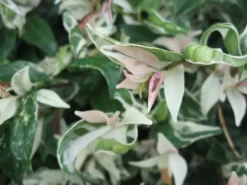 Shrubs Variegated Star Jasmine Full Sun