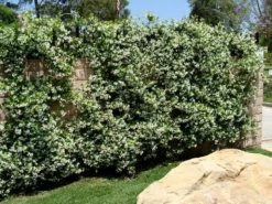 Hedge Star Jasmine Hedging Or Ground Cover Pack Hedging Plants