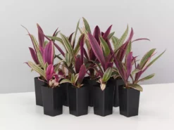 Shrubs Tradescantia Dwarf Variegated Rhoeo Discolour Pink Border Plants