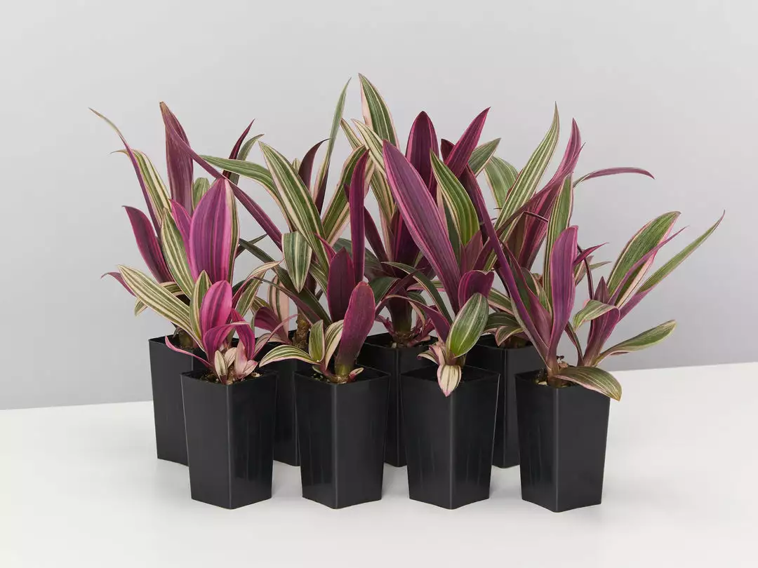 Shrubs Tradescantia Dwarf Variegated Rhoeo Discolour Pink Border Plants 3 Shrubs Tradescantia Dwarf Variegated Rhoeo Discolour Pink Border Plants