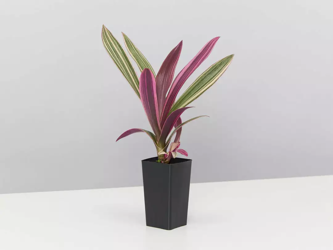 Shrubs Tradescantia Dwarf Variegated Rhoeo Discolour Pink Border Plants 5 Shrubs Tradescantia Dwarf Variegated Rhoeo Discolour Pink Border Plants