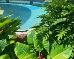 Shrubs Pool Friendly Plants Tropical Mixed Pack Of Outdoor Plants