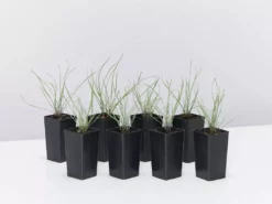 Shrubs Tulbaghia Cominsii X Violacea Purple Eye'Society Garlic' Border Plants