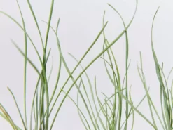 Shrubs Tulbaghia Cominsii X Violacea Purple Eye 'Society Garlic' Border Plants