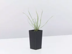 Shrubs Tulbaghia Cominsii X Violacea Purple Eye 'Society Garlic' Border Plants