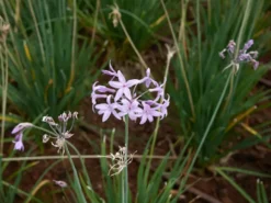 Shrubs Tulbaghia Cominsii X Violacea Purple Eye 'Society Garlic' Border Plants
