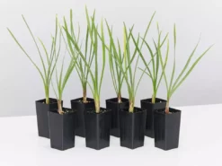 Shrubs Border Plants Tulbaghia Violacea