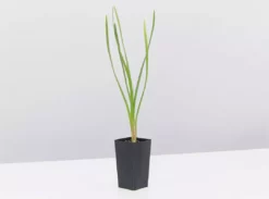 Shrubs The Edible Plants Pack