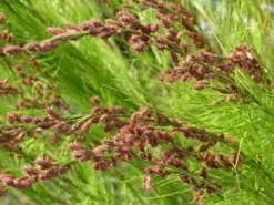 Shrubs Baloskion Tetraphyllum Full Sun