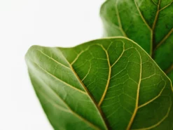 Indoor Garden Assorted Ficus - 85mm Plant Packs