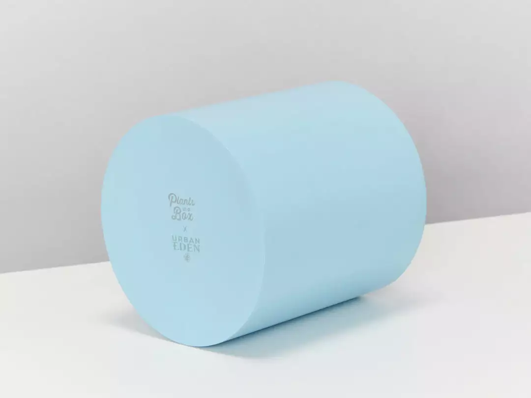 Urban Eden Sky Blue Vessel + Potted Plant 12 Urban Eden Sky Blue Vessel + Potted Plant