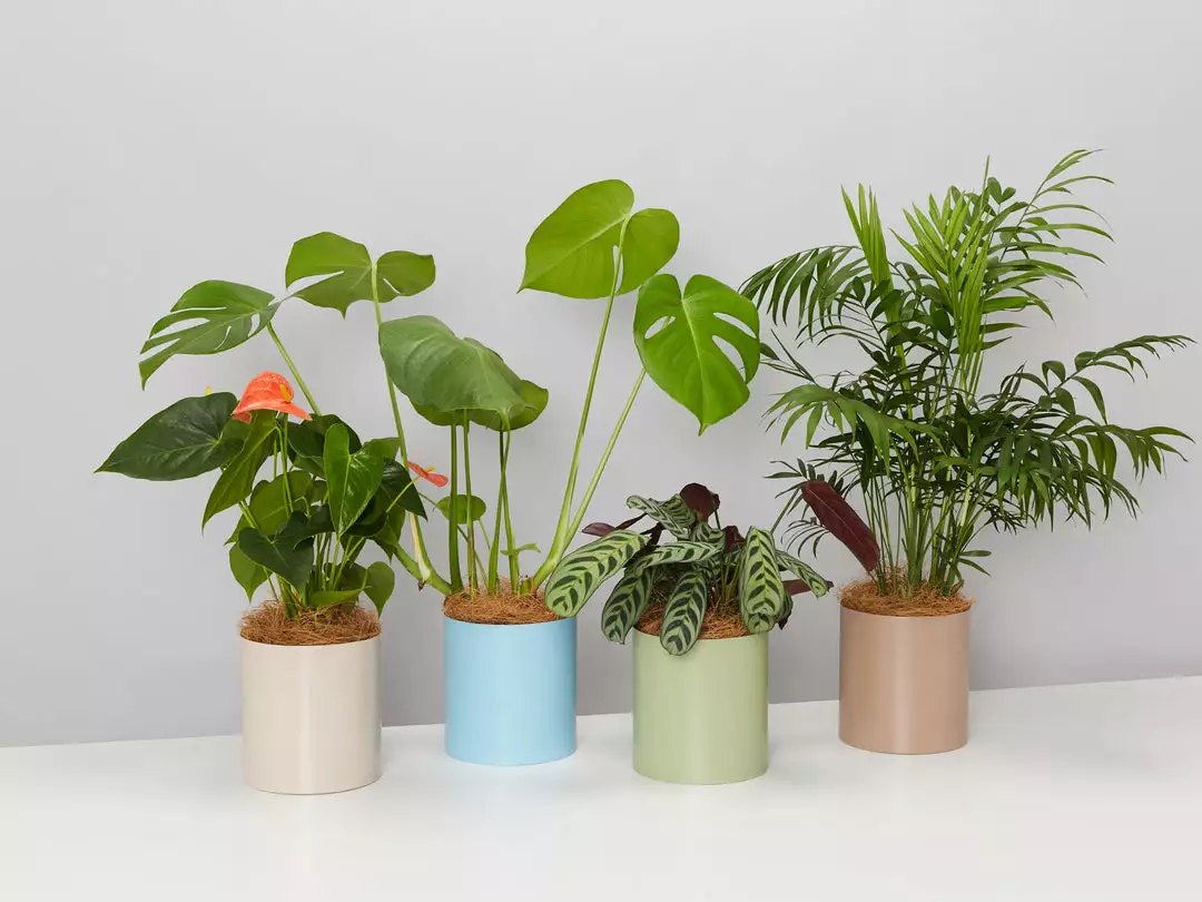 Urban Eden Sage Vessel + Potted Plant 9 Urban Eden Sage Vessel + Potted Plant