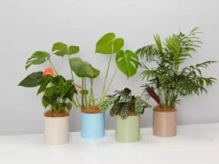 Urban Eden Sky Blue Vessel + Potted Plant 16 Urban Eden Sky Blue Vessel + Potted Plant