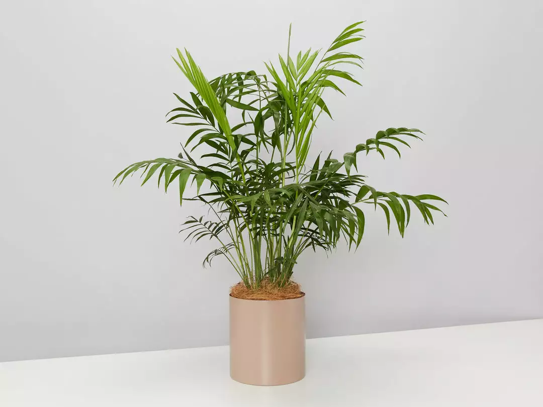 Urban Eden Mocha Vessel + Potted Plant 4 Urban Eden Mocha Vessel + Potted Plant