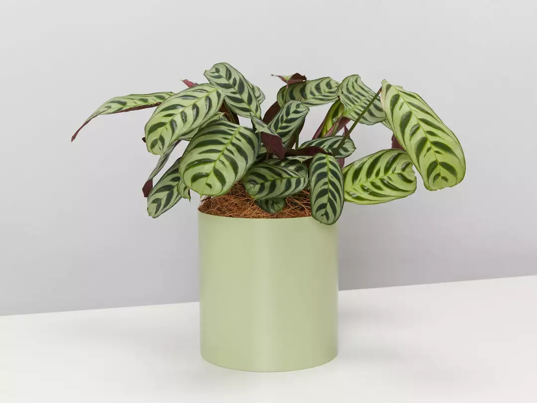 Urban Eden Sage Vessel + Potted Plant 5 Urban Eden Sage Vessel + Potted Plant