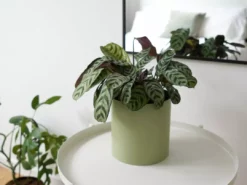 Urban Eden Sage Vessel + Potted Plant 16 Urban Eden Sage Vessel + Potted Plant