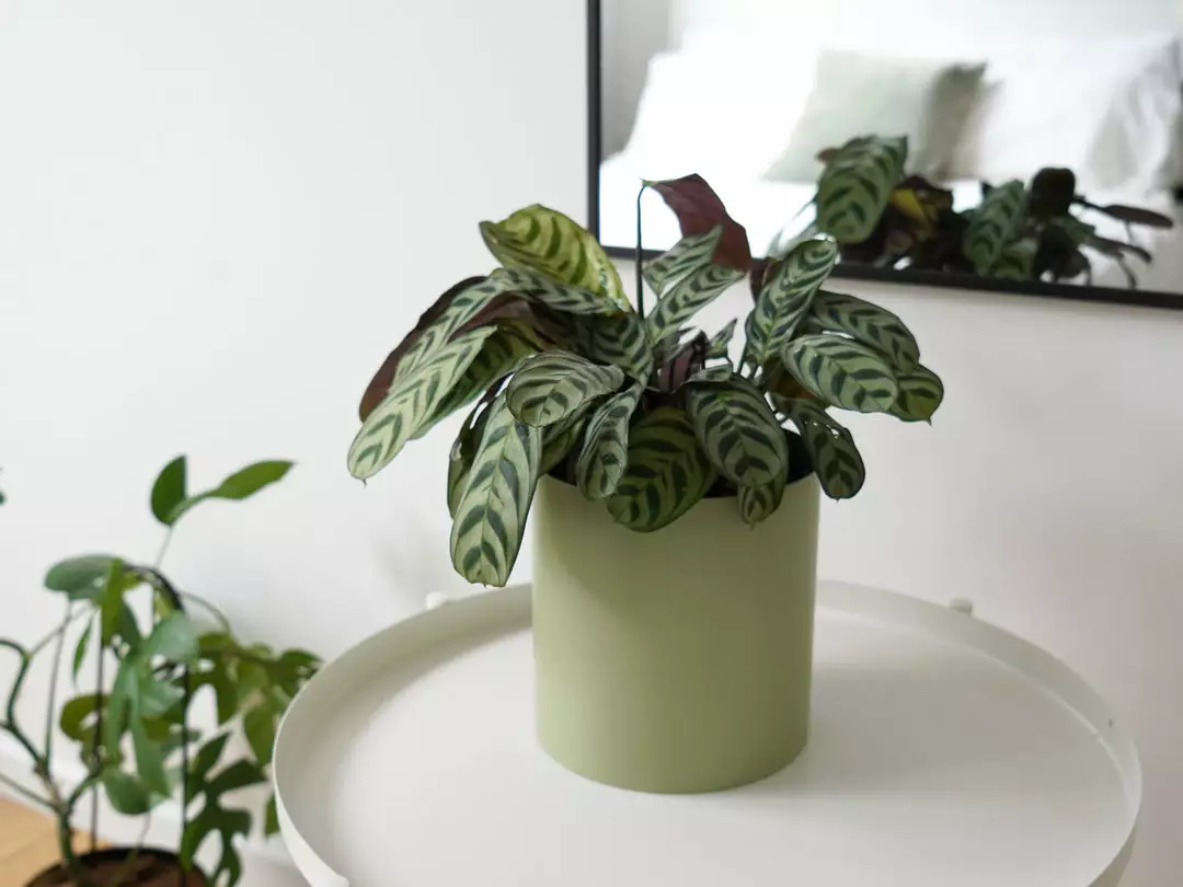 Urban Eden Sage Vessel + Potted Plant 6 Urban Eden Sage Vessel + Potted Plant