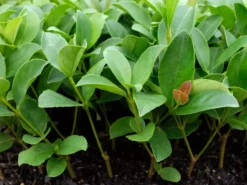 Ozbreed Viburnum Odoratissimum Dense Fence™ Pbr Hedge 10 Ozbreed Viburnum Odoratissimum Dense Fence™ Pbr Hedge