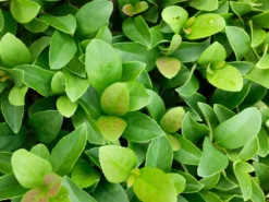 Ozbreed Viburnum Odoratissimum Dense Fence™ Pbr Hedge 11 Ozbreed Viburnum Odoratissimum Dense Fence™ Pbr Hedge