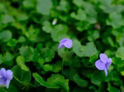 Shrubs Border Plants Viola Hederacea Baby Blue