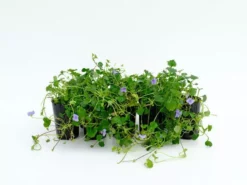 Shrubs Border Plants Viola Hederacea Baby Blue