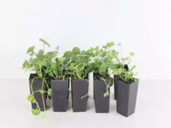 Shrubs Viola Hederacea Native Violet