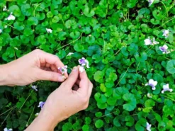 Shrubs Viola Hederacea Native Violet
