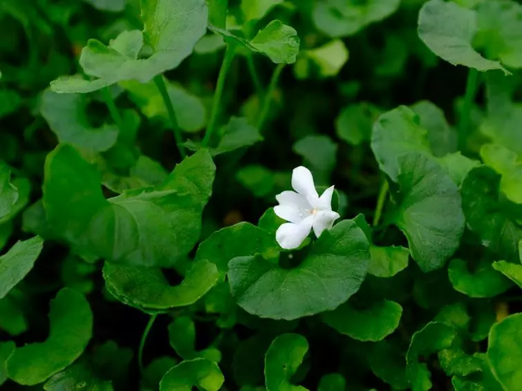 Shrubs Full Sun Viola Snowflake 3 Shrubs Full Sun Viola Snowflake