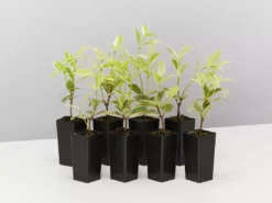 Shrubs Valley Lights Variegated Star Jasmine