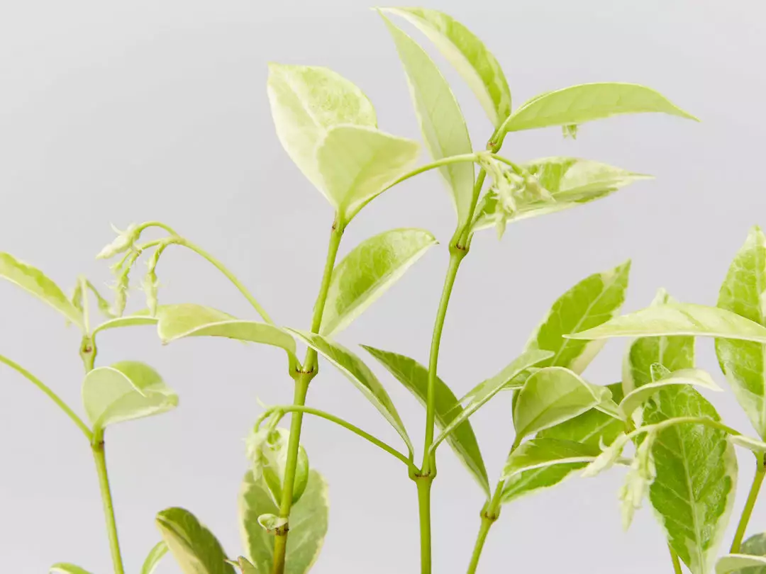 Shrubs Valley Lights Variegated Star Jasmine 6 Shrubs Valley Lights Variegated Star Jasmine