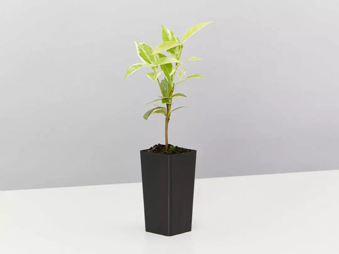 Shrubs Valley Lights Variegated Star Jasmine 5 Shrubs Valley Lights Variegated Star Jasmine