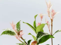 Shrubs Variegated Star Jasmine Full Sun