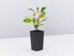 Shrubs Variegated Star Jasmine Full Sun