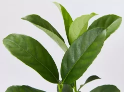 Shrubs Viburnum Odoratissimum 85mm