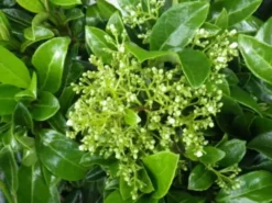 Hedge Viburnum Odoratissimum Emerald Jewel