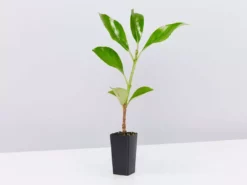 Viburnum Odoratissimum Emerald Lustre Tall Hedge Pack 9 Viburnum Odoratissimum Emerald Lustre Tall Hedge Pack