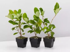 Shrubs Viburnum Odoratissimum 85mm