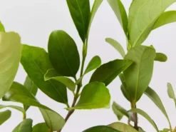 Shrubs Viburnum Odoratissimum 85mm