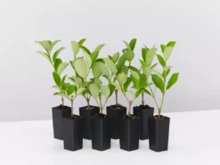 Ozbreed Viburnum Odoratissimum Dense Fence™ Pbr Hedge