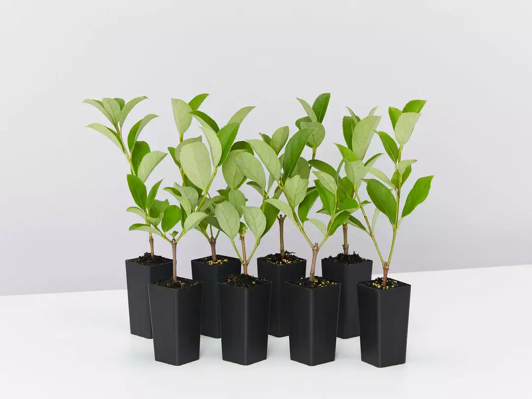 Ozbreed Viburnum Odoratissimum Dense Fence™ Pbr Hedge 3 Ozbreed Viburnum Odoratissimum Dense Fence™ Pbr Hedge