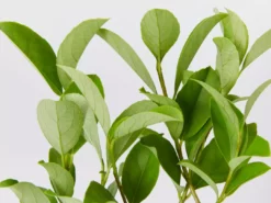 Ozbreed Viburnum Odoratissimum Dense Fence™ Pbr Hedge