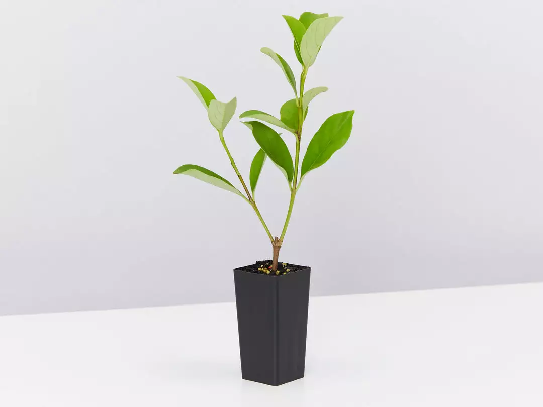 Ozbreed Viburnum Odoratissimum Dense Fence™ Pbr Hedge 5 Ozbreed Viburnum Odoratissimum Dense Fence™ Pbr Hedge