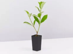 Ozbreed Dense Fence™ Viburnum Odoratissimum ‘VOC1’ Pbr Shrubs