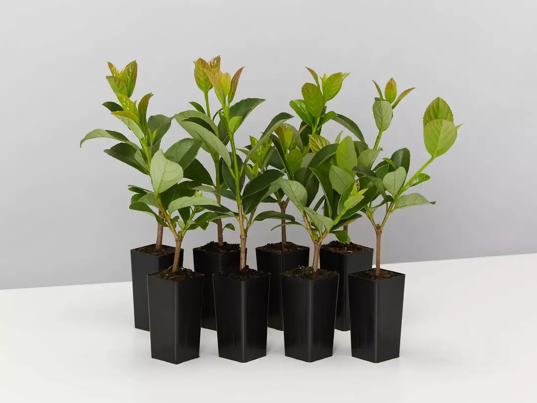 Ozbreed Hedging Plants Quick Fence™ Viburnum Odoratissimum ‘VOQ1’ 3 Ozbreed Hedging Plants Quick Fence™ Viburnum Odoratissimum ‘VOQ1’