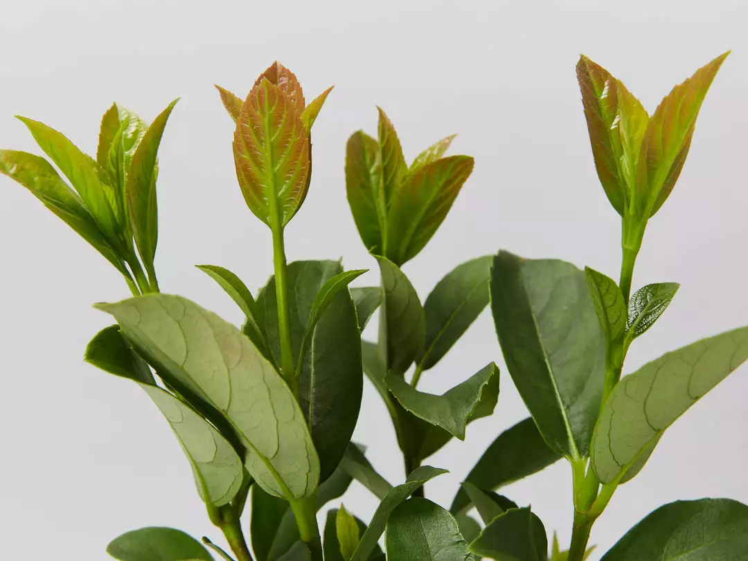 Ozbreed Hedging Plants Quick Fence™ Viburnum Odoratissimum ‘VOQ1’ 4 Ozbreed Hedging Plants Quick Fence™ Viburnum Odoratissimum ‘VOQ1’