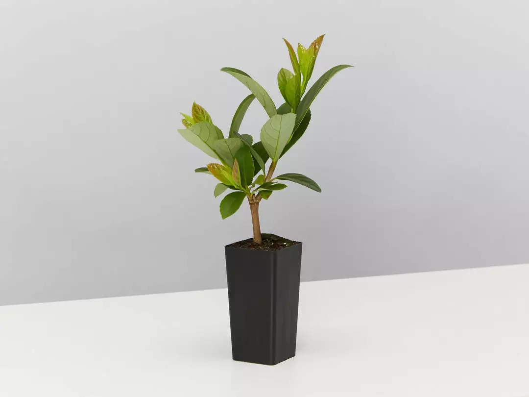 Ozbreed Hedging Plants Quick Fence™ Viburnum Odoratissimum ‘VOQ1’ 5 Ozbreed Hedging Plants Quick Fence™ Viburnum Odoratissimum ‘VOQ1’