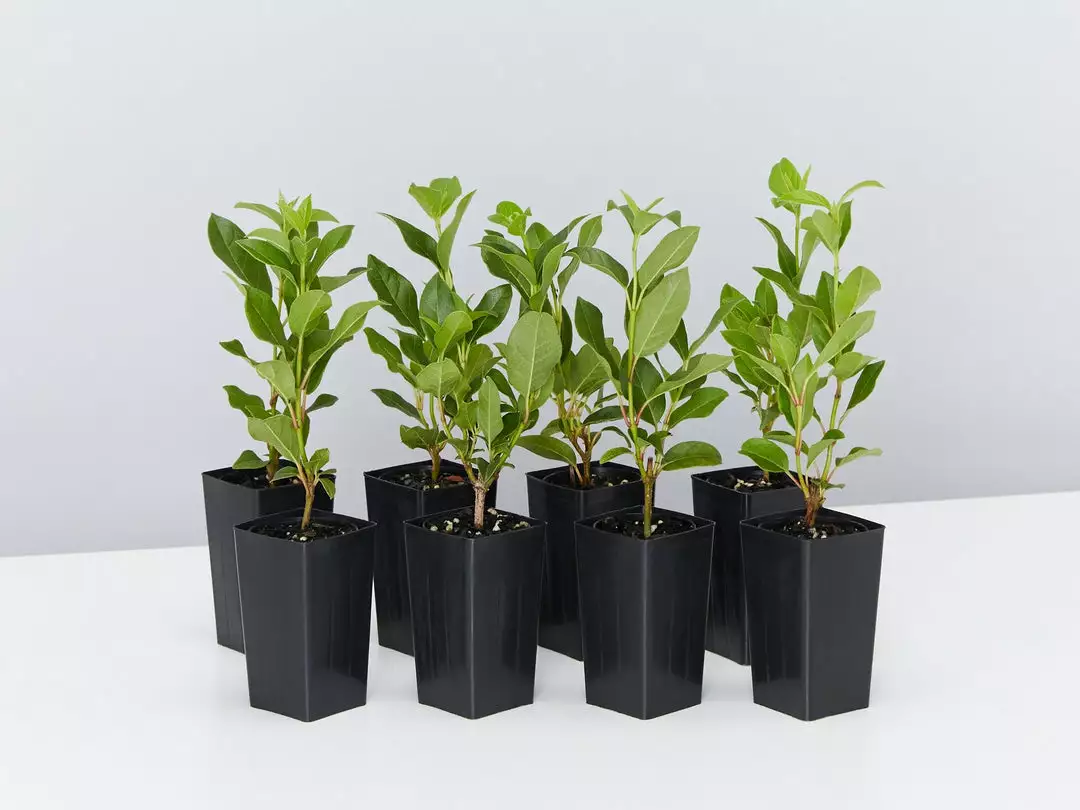 Hedge Hedging Plants Viburnum Tinus 3 Hedge Hedging Plants Viburnum Tinus