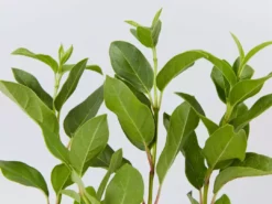Hedge Hedging Plants Viburnum Tinus