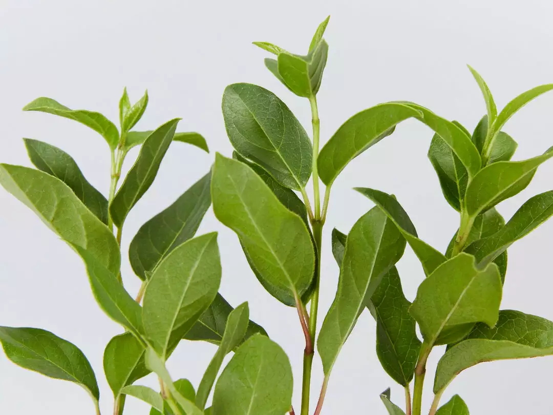 Hedge Hedging Plants Viburnum Tinus 4 Hedge Hedging Plants Viburnum Tinus