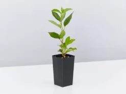 Hedge Hedging Plants Viburnum Tinus 12 Hedge Hedging Plants Viburnum Tinus